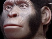 Conciencia de la muerte en el Homo naledi (Artículo)