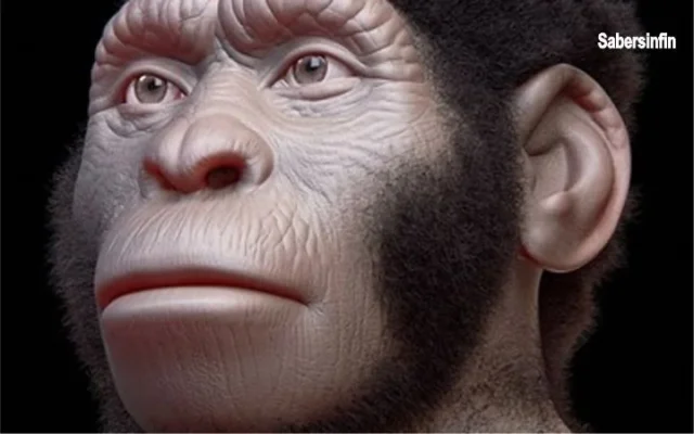 homo naledi