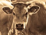 Una experiencia brasileña en la producción de carne (Artículo)