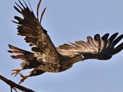 Como águila veloz Ver un águila sobrevolando el cielo, soñar con águilas, o tener una fuerte fascinación por ellas, significa mucho.