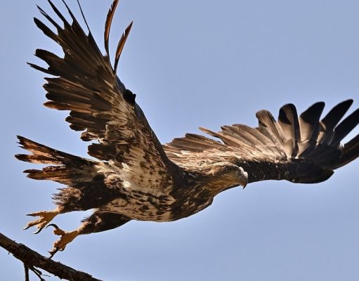 El águila: estrategia, velocidad y fuerza (Artículo) Ver un águila sobrevolando el cielo, soñar con águilas, o tener una fuerte fascinación por ellas, significa mucho.