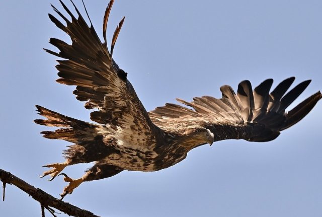Ver un águila sobrevolando el cielo, soñar con águilas, o tener una fuerte fascinación por ellas, significa mucho.