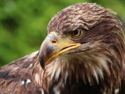 The eagle: strategy, speed and strength (English and Spanish) Seeing a soaring eagle is a sign of true determination.