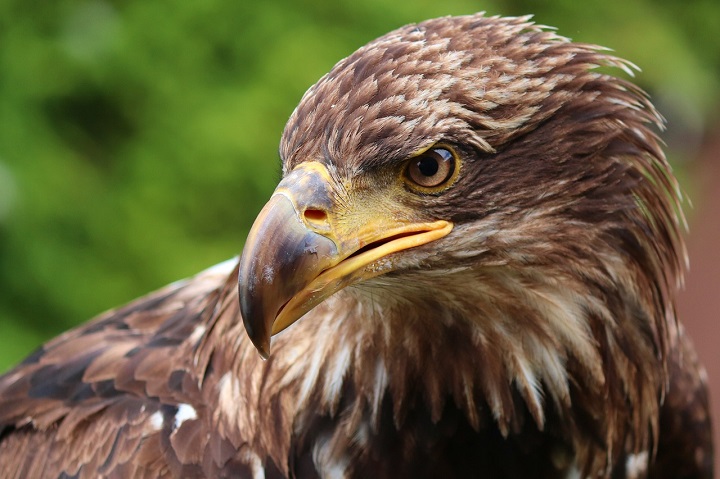 Seeing a soaring eagle is a sign of true determination.