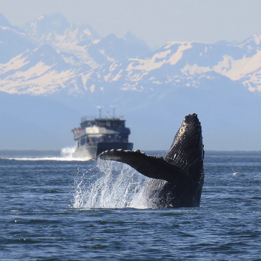 Los seres humanos compartimos algo exquisito con las ballenas: el canto y la expresión de las emociones a través de las melodías. Foto: Pixabay.