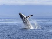 Todo sobre el maravilloso canto de las ballenas La ballena es uno de los animales más longevos de la tierra. Se ha encontrado un ejemplar sin vida que alcanzó los 110 años. En promedio, estos cetáceos viven entre 80 y 90 años aproximadamente. Imagen: Pixabay.