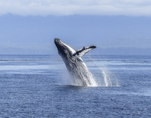 Todo sobre el maravilloso canto de las ballenas La ballena es uno de los animales más longevos de la tierra. Se ha encontrado un ejemplar sin vida que alcanzó los 110 años. En promedio, estos cetáceos viven entre 80 y 90 años aproximadamente. Imagen: Pixabay.