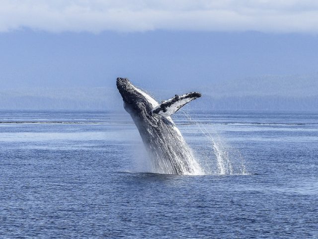 La ballena es uno de los animales más longevos de la tierra. Se ha encontrado un ejemplar sin vida que alcanzó los 110 años. En promedio, estos cetáceos viven entre 80 y 90 años aproximadamente. Imagen: Pixabay.