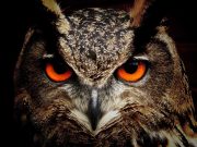Los búhos, especie presente en todo el mundo, excepto en la Antártida