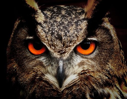Los búhos, especie presente en todo el mundo, excepto en la Antártida