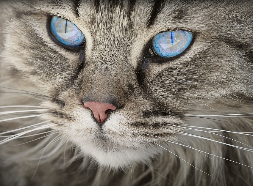 La estrecha relación entre gato y hombre, en Egipto, surgió como un intercambio de favores, los gatos cuidaban a las personas de serpientes y escorpiones, además cazaban a los roedores que acababan con los sembradíos de cereales; a cambio, el hombre los protegía de las fieras más grandes y les brindaba techo, alimento y caricias. Imagen: Pixabay.