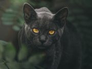 Los gatos son animales independientes y complejos (Artículo) Tener un gato no es para todos. Solo aquellos que pueden respetar la libertad, individualidad y autonomía de todos los seres vivos, podrán relacionarse bien con un felino. Foto: Pixabay