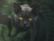 Los gatos son animales independientes y complejos (Artículo) Tener un gato no es para todos. Solo aquellos que pueden respetar la libertad, individualidad y autonomía de todos los seres vivos, podrán relacionarse bien con un felino. Foto: Pixabay