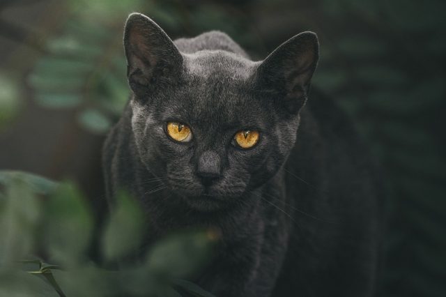 Tener un gato no es para todos. Solo aquellos que pueden respetar la libertad, individualidad y autonomía de todos los seres vivos, podrán relacionarse bien con un felino. Foto: Pixabay