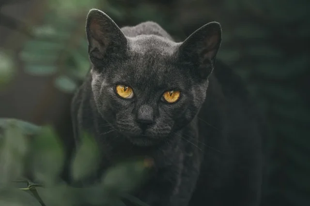 gatos animales complejos Tener un gato no es para todos. Solo aquellos que pueden respetar la libertad, individualidad y autonomía de todos los seres vivos, podrán relacionarse bien con un felino. Foto: Pixabay