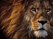 Los leones son los felinos más grandes y fuertes (Artículo)
