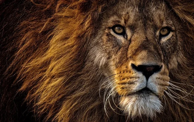 leon el mas grande y fuerte de los felinos