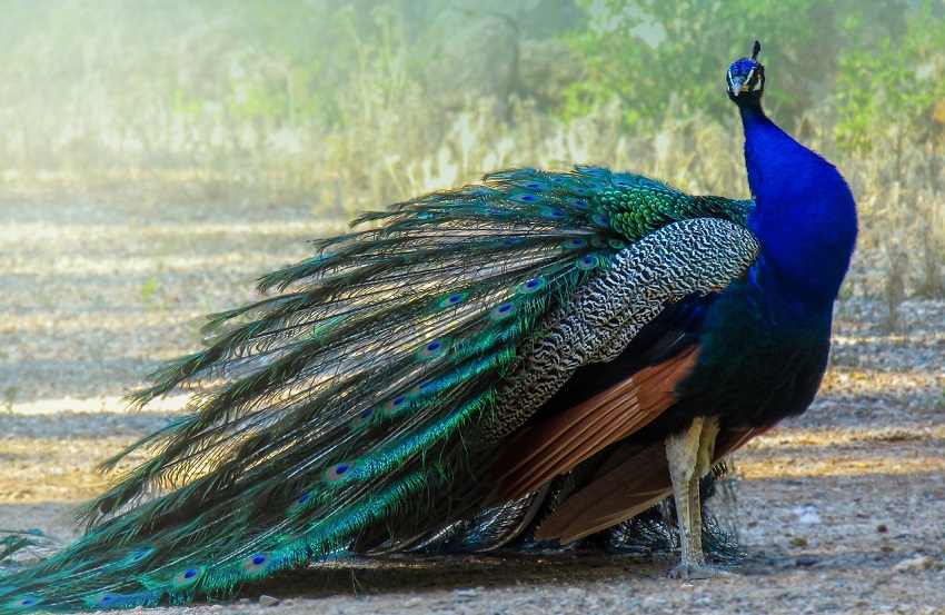 Cuando el macho quiere seducir a la hembra, extiende sus plumas por encima de la cabeza, abriendo un abanico impresionante y colorido.