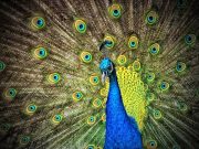 El pavo real y el cortejo (Artículo) En la Grecia antigua, por ejemplo, este animal era considerado un tributo digno para la diosa Hera, y actualmente es el ave nacional de la India.