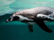 Pingüinos, nadadores extraordinarios (Artículo y video) Los pingüinos son ovíparos, como el resto de las aves, pero tienen algunas características que los hacen parecer más que aves, animales marinos. Fotografía: Pexels