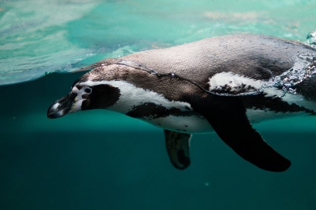 Los pingüinos son ovíparos, como el resto de las aves, pero tienen algunas características que los hacen parecer más que aves, animales marinos. Fotografía: Pexels
