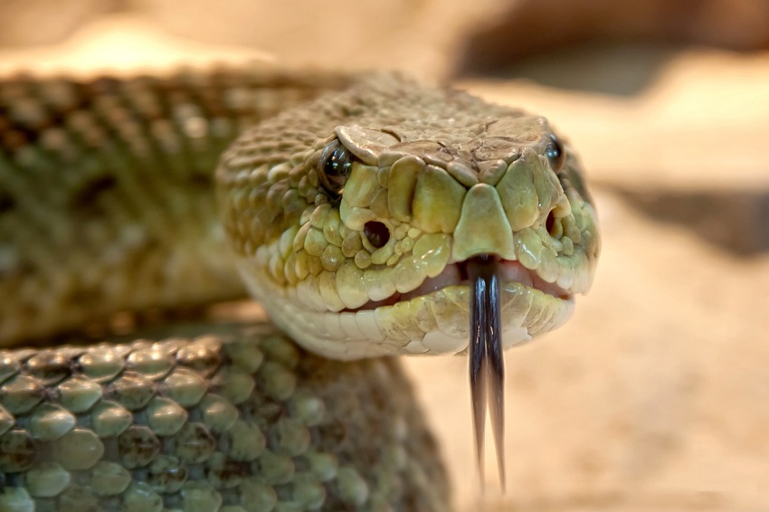 Existen alrededor de 3500 especies de serpientes, de extraordinarios colores, Foto: Pixabay.