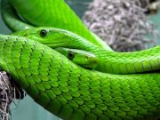 La serpiente: mudar de piel para seguir creciendo (Artículo) El cuerpo de las serpientes está cubierto de escamas y es tan flexible que le permite atravesar por lugares muy angostos. Foto: Pixabay.