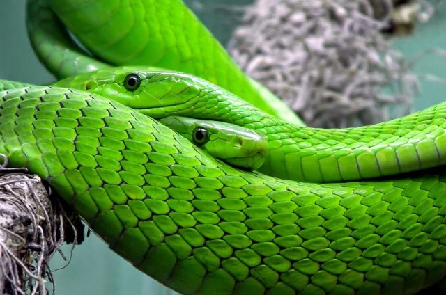 El cuerpo de las serpientes está cubierto de escamas y es tan flexible que le permite atravesar por lugares muy angostos. Foto: Pixabay.