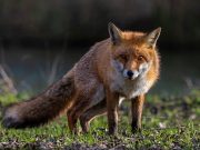 Zorros, animales solitarios e independientes (Artículo) La independencia, libertad y carácter solitario de los zorros, es lo que ha evitado que estos animales sean domesticados por el hombre. Foto: Pixabay.