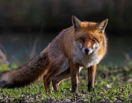 Zorros, animales solitarios e independientes (Artículo) La independencia, libertad y carácter solitario de los zorros, es lo que ha evitado que estos animales sean domesticados por el hombre. Foto: Pixabay.