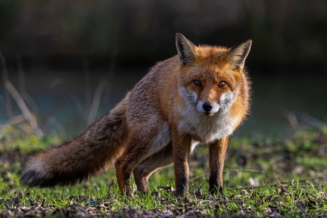 zorros animales solitarios e independientes La independencia, libertad y carácter solitario de los zorros, es lo que ha evitado que estos animales sean domesticados por el hombre. Foto: Pixabay.
