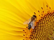 Las abejas, animales perfectos