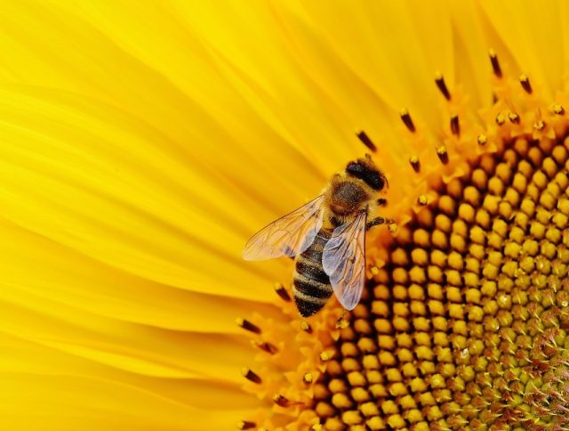 abeja en girasol