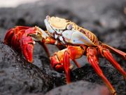 Existen más de cuatro mil especies de cangrejos