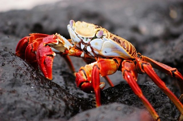 cangrejo de la Isla Galápagos