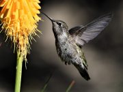 Colibrí, ave que no puede vivir en cautiverio