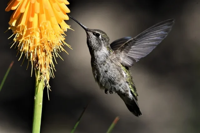 colibri en flor