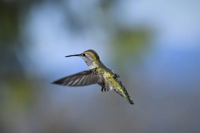 colibri volando