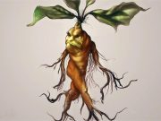 El esoterismo de la mandrágora