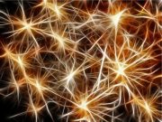 Conoce la eliminación de neuronas y la apoptosis