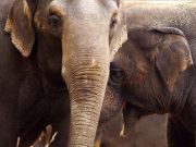 Elefante y los días del circo