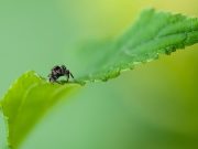 Araña, energía creativa