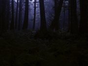 Metamorfosis