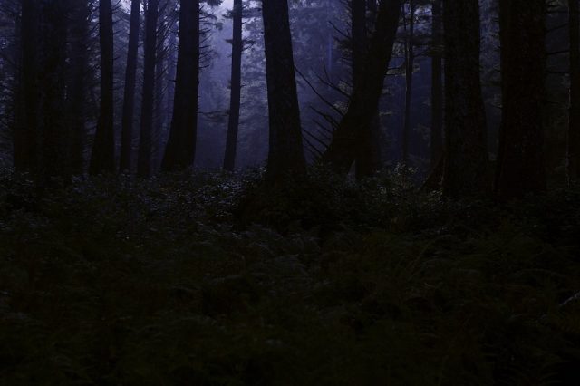 bosque oscuridad noche neblina