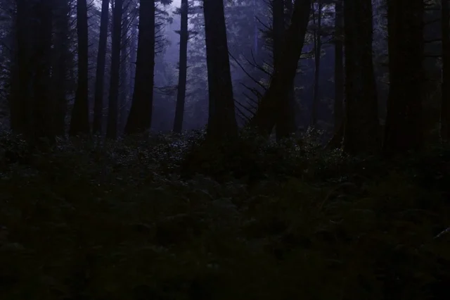 bosque oscuridad noche neblina