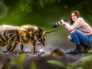 Abeja reina