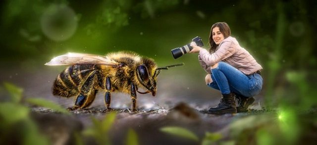 ABEJA REINA