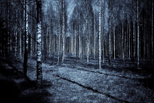 bosque extraño paranormal oscuridad
