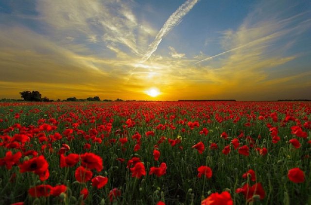 campo de flores