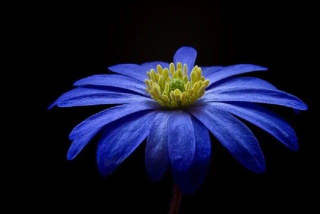 flor azul fondo negro